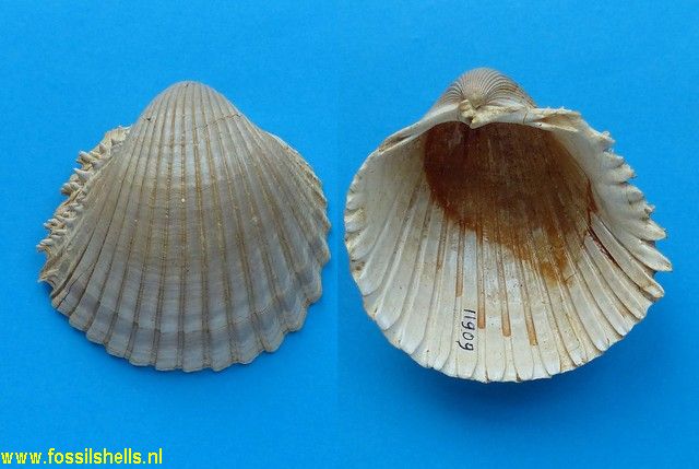 Cardium burdigalinum