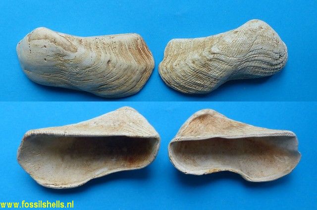 Arca biangulina