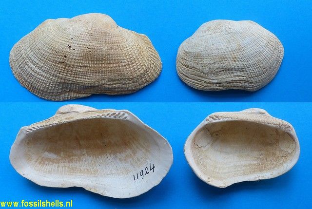 Barbatia subhelbingi variabilis