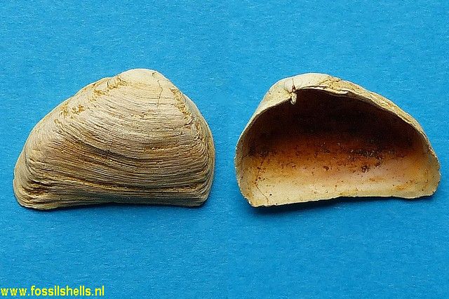 Pleurodesma desmoulinsi