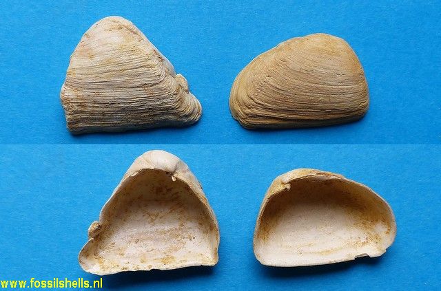 Pleurodesma desmoulinsi