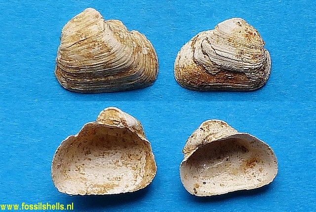 Basterotia corbuloides