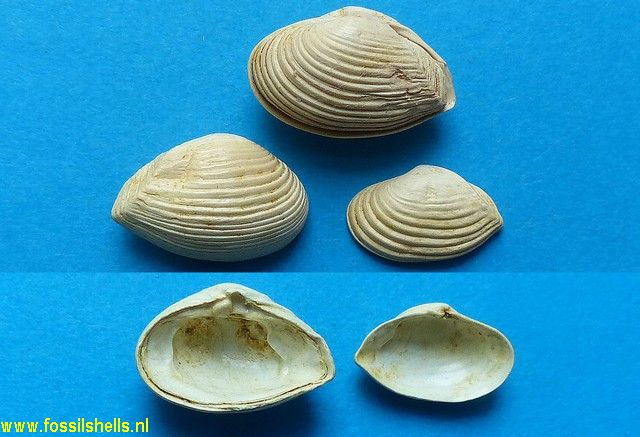 Corbula carinata hoernesi