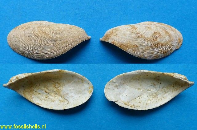 Gastrochaena intermedia curta