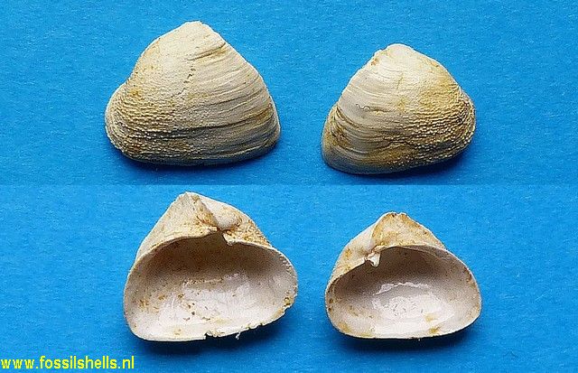 Basterotia corbuloides aquitanica