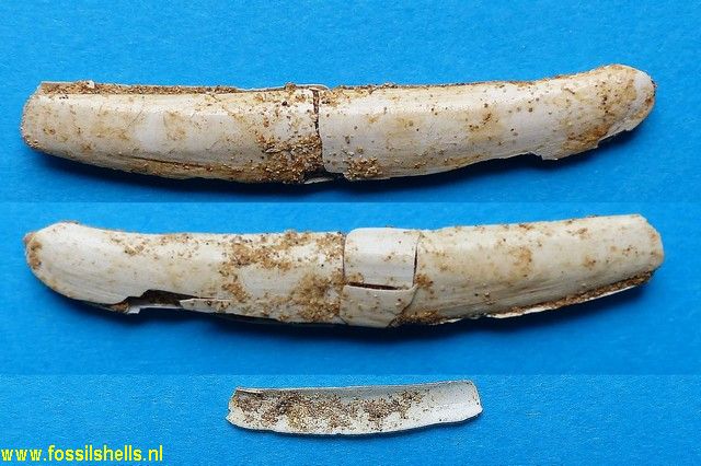 Ensis degrangei