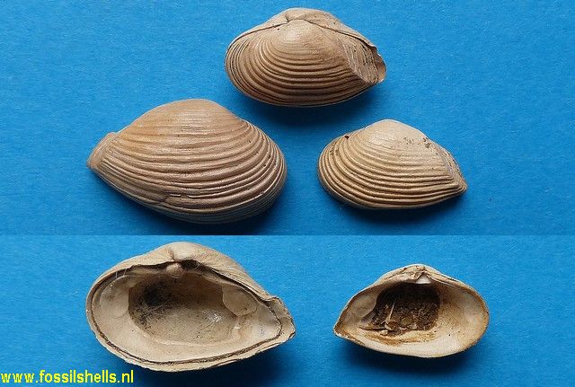 Corbula carinata hoernesi