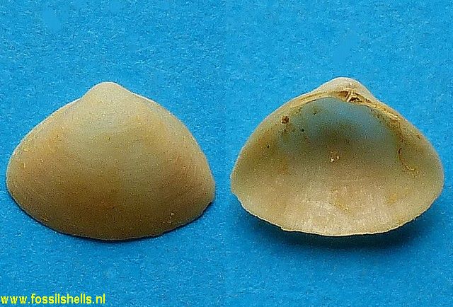 Mactra subtruncata triangula