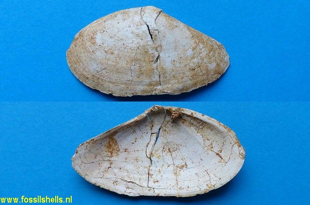 Tellina saucatsensis