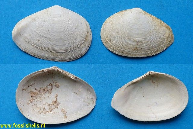 Tellina aquitanica burdigalica