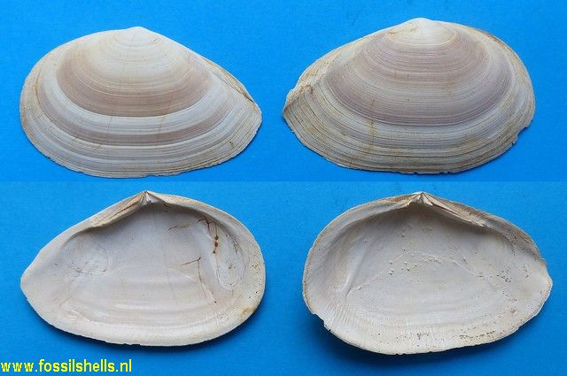 Tellina aquitanica burdigalica