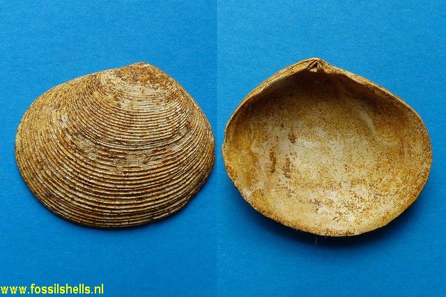 Arcopagia crassa reducta