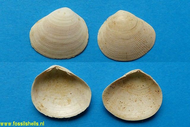 Strigilla senegalensis