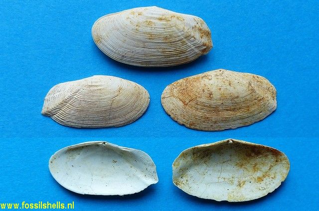 Solecurtus affinis