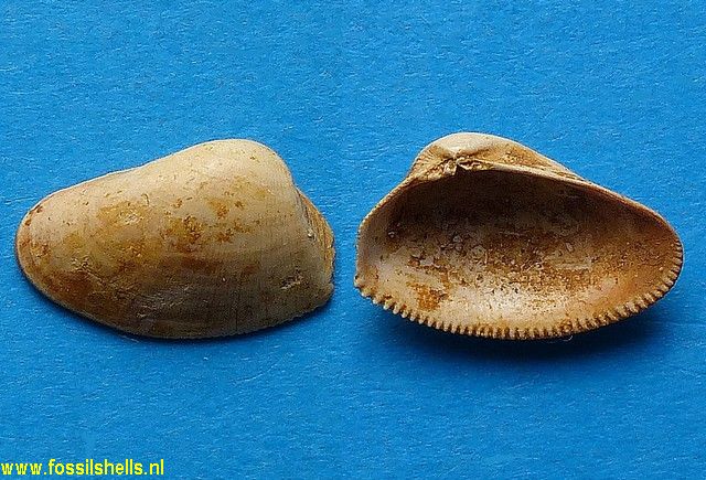 Donax transversa gibbosula