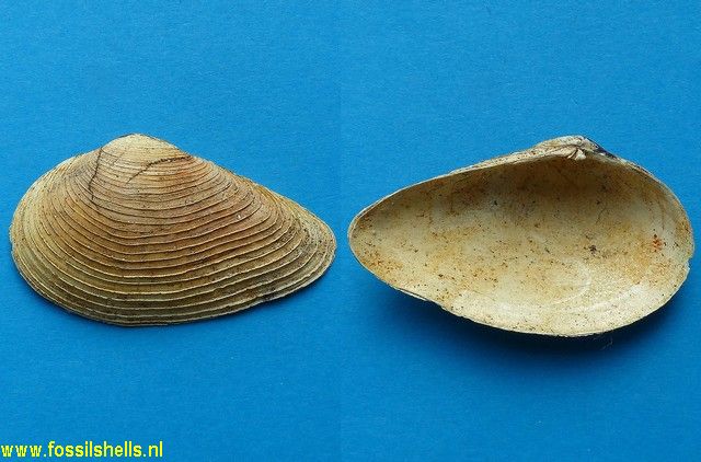 Gastrana fragilis persinuosa