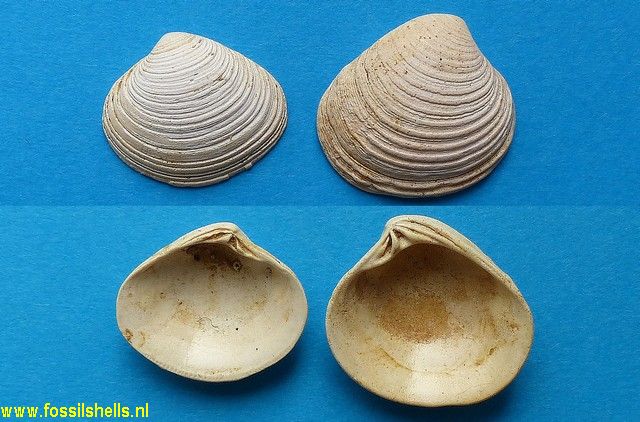 Chione fasciculata crispolamella