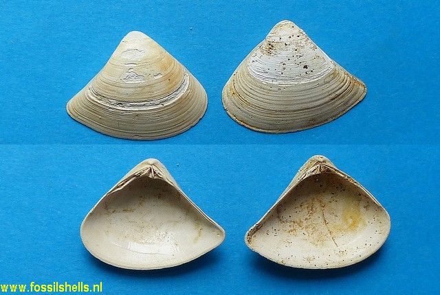 Grateloupia triangularis