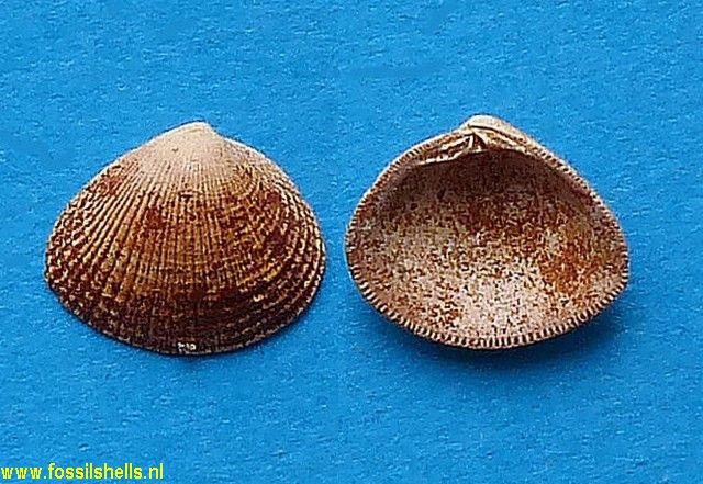 Timoclea ovata minor