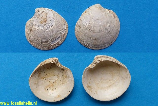 Dosinia lupinus