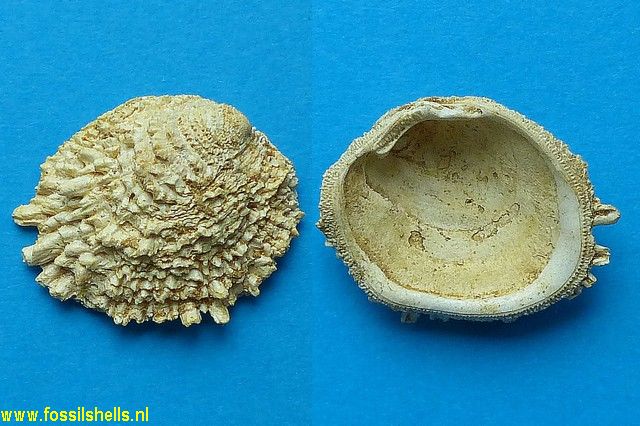 Chama gryphoides mioasperella