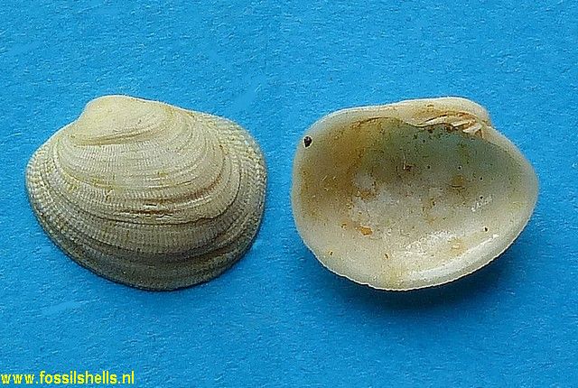 Mysia tupestris