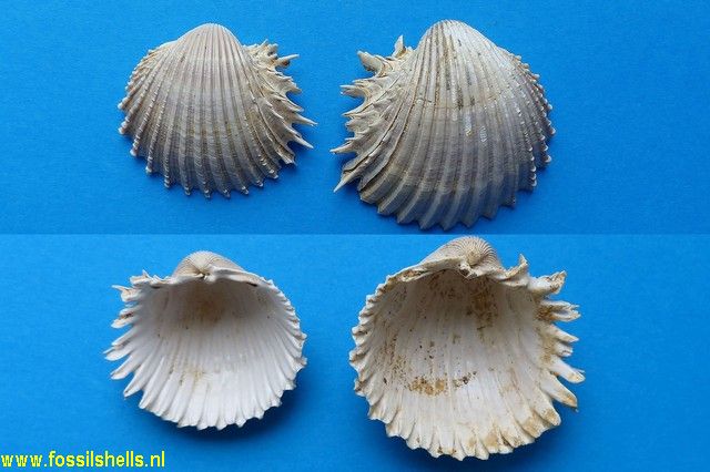 Cardium burdigalinum