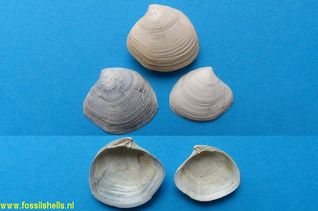 Miltha trigonula