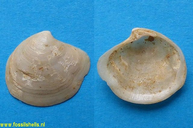 Miltha avitensis