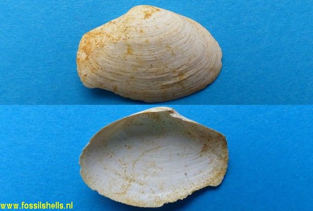 Spaniorinus neuvillei