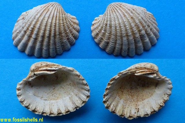 Cardita sallomacensis