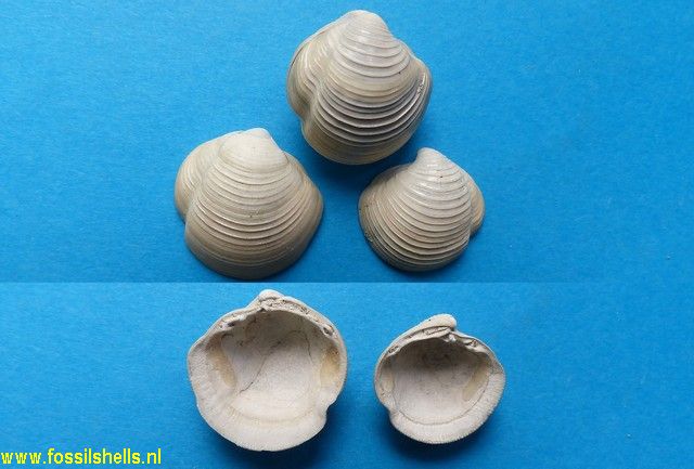 Phacoides columbella basteroti