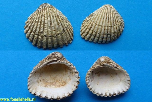 Venericardia pinnula