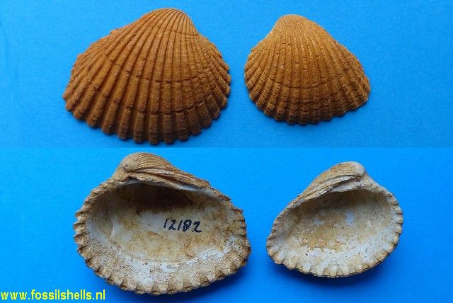 Venericardia pinnula