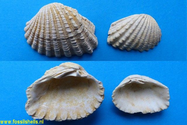 Cardita hippopea merignacensis