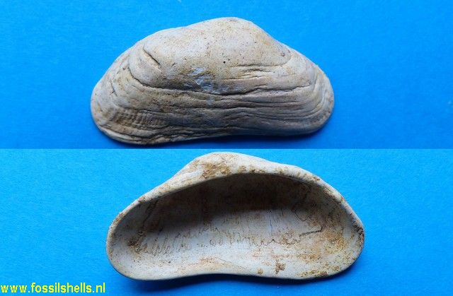 Barbatia barbata elongata