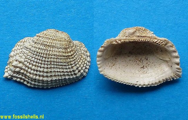 Barbatia clathrata var.