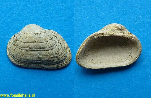 Fossularca miocaenica