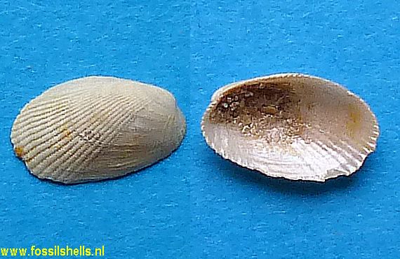 Modiolus saucatsensis