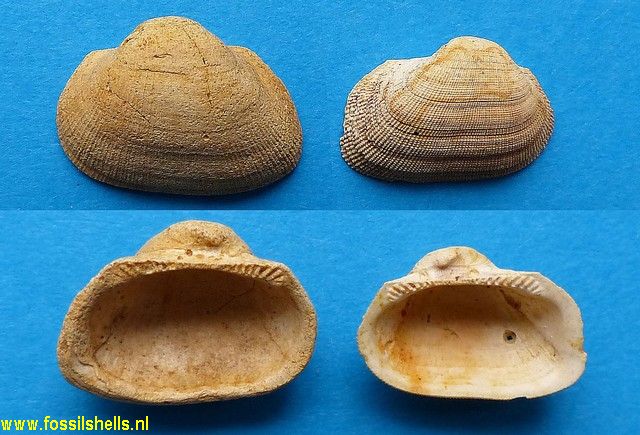 Fossularca miocaenica