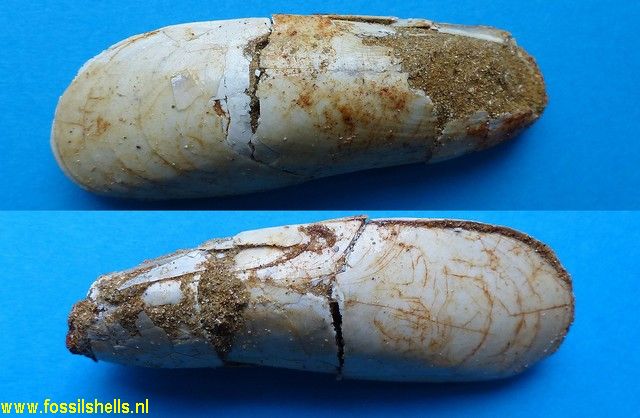 Lithophaga avitensis