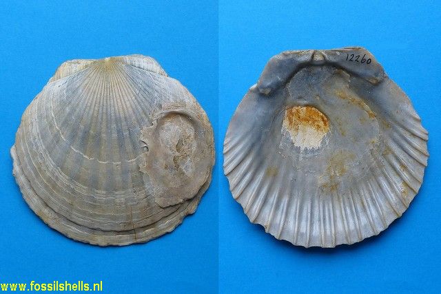 Pecten tournali neuvillei