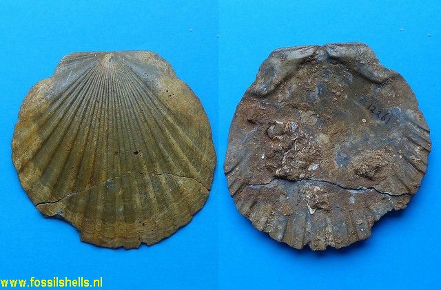 Pecten tournali neuvillei