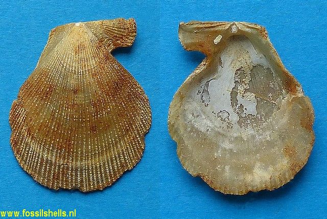 Chlamys tauroperstriata