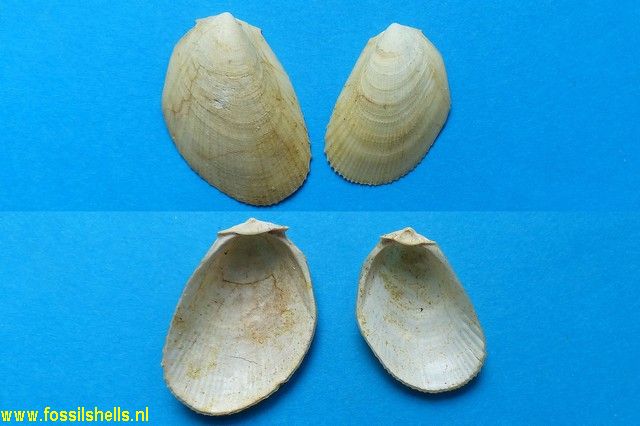 Lima inflata neogenica