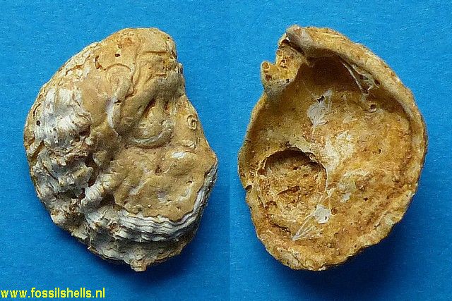 Plicatula pternophora