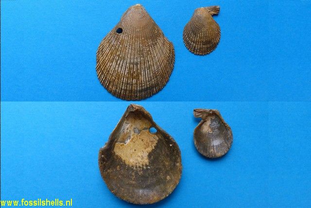 Chlamys tauroperstriata ubiquestriata