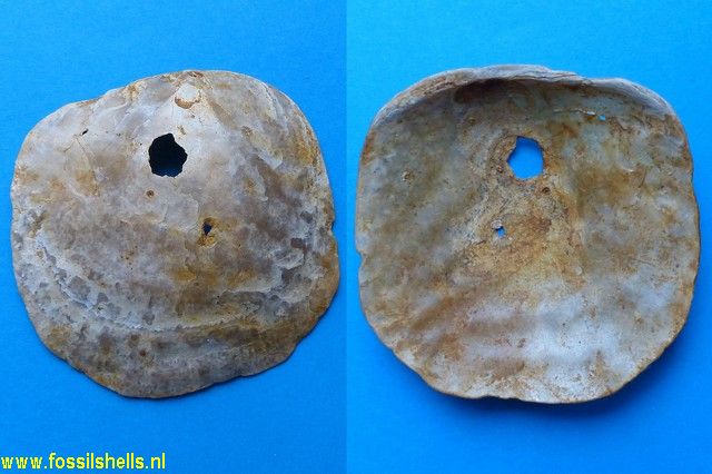 Anomia ephippium rugulosostriata