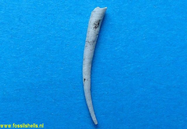 Dentalium raricostatum