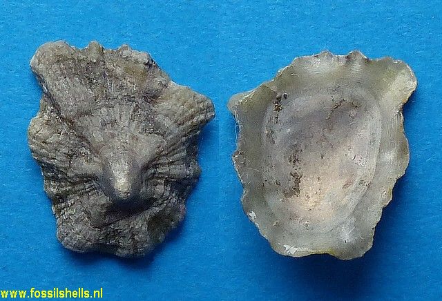Patella degrangei